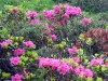 Rhododendrons-3