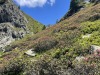 Rhododendrons-vers-lOursiere