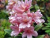 Rododendron-33