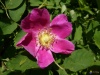 Rosa-pendulina