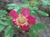 Rose-sauvage