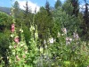 Roses-tremieres-a-Valloire
