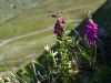 Sainfoin