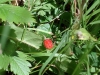 fraises-des-bois