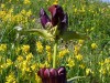 gentiane-pourpre-2