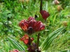 gentiane-pourpre-3
