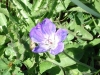 geranium-des-bois