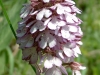 orchis-2