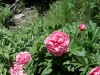 pivoines-3