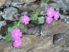 primeveres-farineuses-2