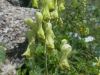 Aconit-tue-loup