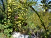 Conium-maculatum