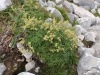 Plante-de-pelouse-alpine