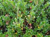 Daphne-bois-gentil-2
