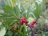 Daphne-bois-gentil