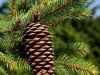Epicea-cone