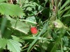 Fraises-des-bois