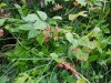 Framboisiers-2
