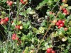 Raisins-dours-6
