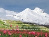 FreeImageWorks.com