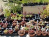 jardin_alpin-Lautaret-1