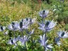 jardin_alpin-Lautaret-11