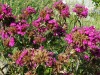 jardin_alpin-Lautaret-14