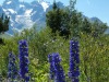 jardin_alpin-Lautaret-15
