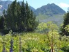jardin_alpin-Lautaret-17