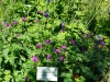 jardin_alpin-Lautaret-19