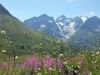 jardin_alpin-Lautaret-22