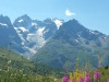 jardin_alpin-Lautaret-23