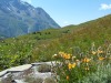 jardin_alpin-Lautaret-24