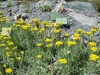 jardin_alpin-Lautaret-26