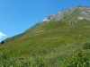 jardin_alpin-Lautaret-34
