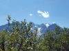 jardin_alpin-Lautaret-35