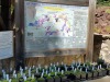 jardin_alpin-Lautaret-4