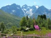 jardin_alpin-Lautaret-41