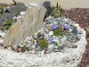 jardin_alpin-Lautaret-43