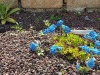 jardin_alpin-Lautaret-44