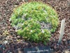 jardin_alpin-Lautaret-45
