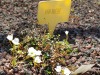 jardin_alpin-Lautaret-48
