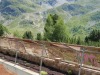 jardin_alpin-Lautaret-50