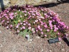 jardin_alpin-Lautaret-53
