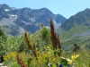 jardin_alpin-Lautaret-6