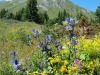 jardin_alpin-Lautaret-70