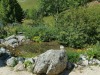 jardin_alpin-Lautaret-8