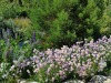 jardin_alpin-Lautaret-81