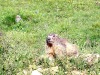 Marmotte-en-Vanoise-1