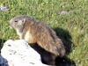 Marmotte-en-Vanoise-3